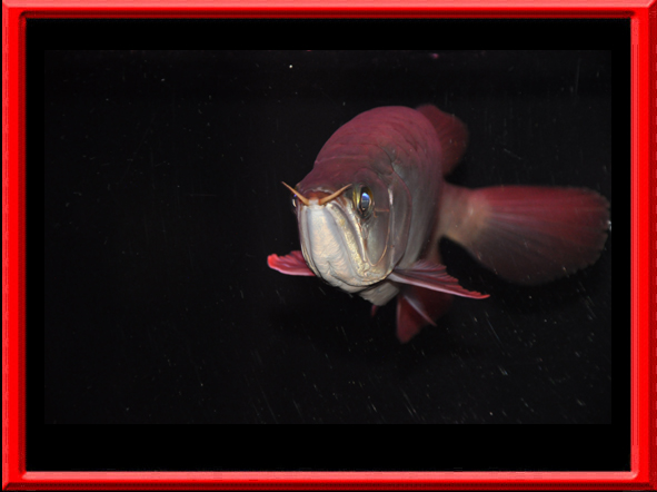 アクアルビーのアルティマ